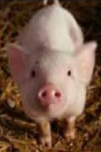 Charlotte's Web [Ordinary Miracle]